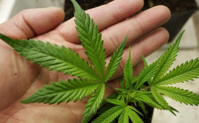 Sejak Tahun Lalu, PBB Hapus Ganja Dari Daftar Narkotika Berbahaya