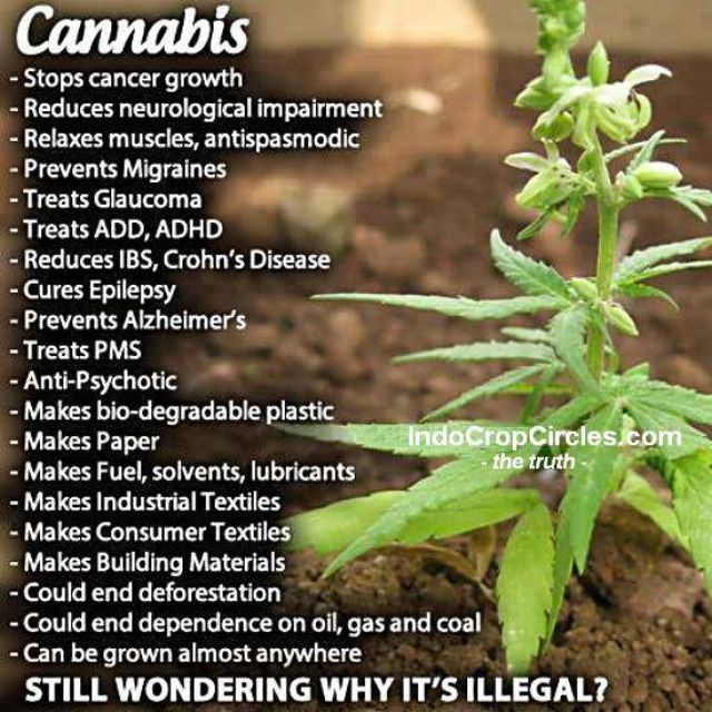 Ganja: Konspirasi Perusahaan Farmasi dan Faktanya (bag.4, Tamat)