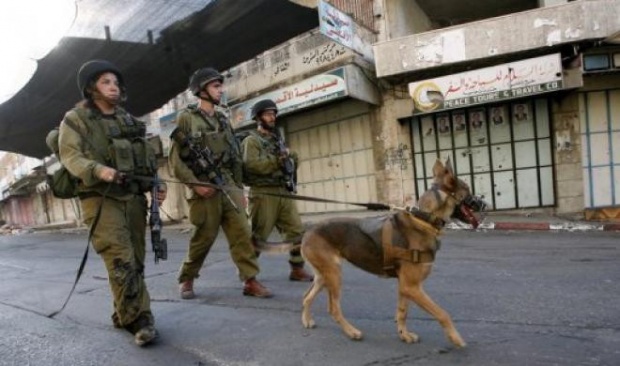 israeli military dog_0