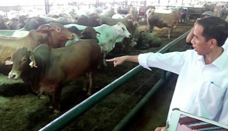 2 Tahun Jokowi-JK, Indonesia Impor 400.000 Sapi dari Meksiko