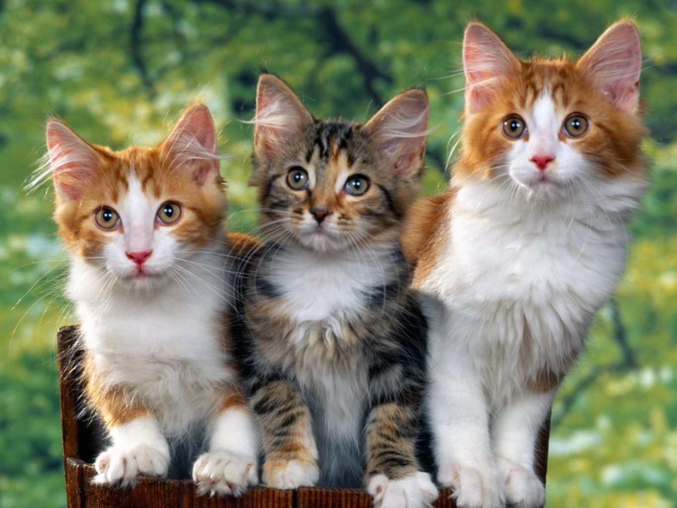 kucing