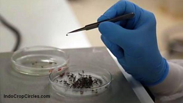 Puluhan Ribu Nyamuk Wolbachia Disebar di Bandung, Justru Buat Masyarakat Cemas