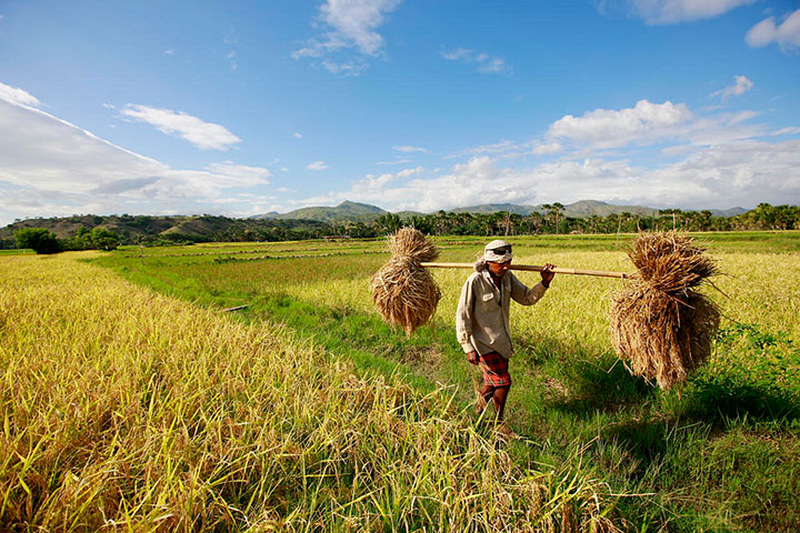 Nasib Petani Kian Memprihatinkan, Tanahnya Banyak Dibeli Cukong