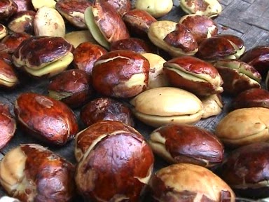 Hebatnya Rezim Ini, Mengendalikan Harga Jengkol Saja Tidak Mampu