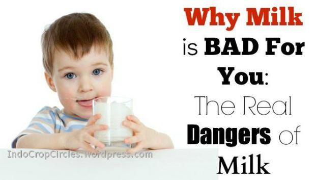 cow-milk-bahaya-susu-sapi