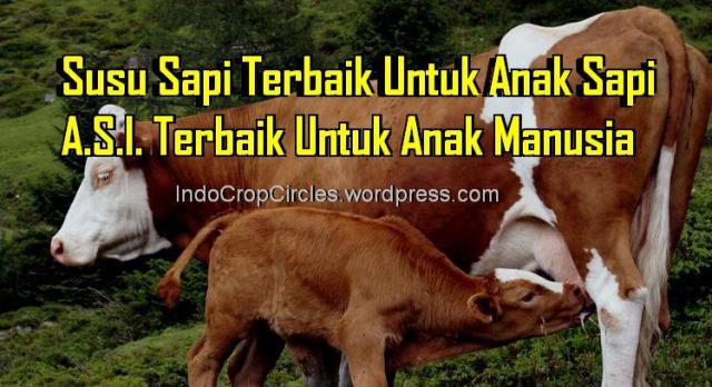 Membongkar Kebohongan Manfaat Susu Sapi