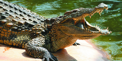 buaya