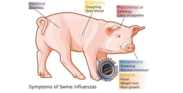 "Nuraniku" itu Nama Daging Babi di Jepang