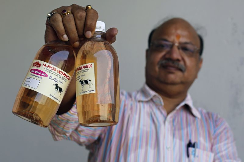 Air Kencing Sapi di India Lebih Mahal Harganya Ketimbang Susu Sapi