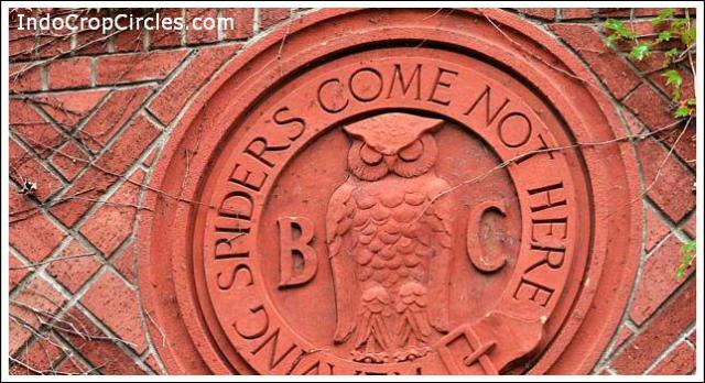 burung hantu owl