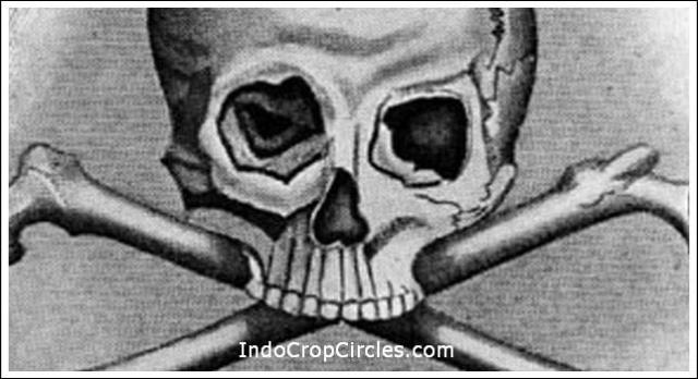 skulls and bones logo