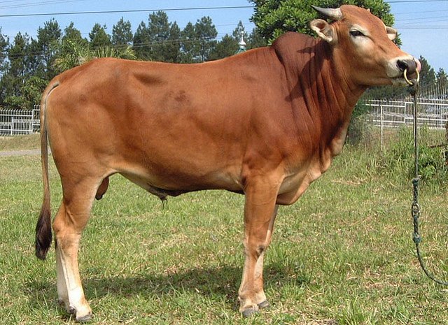 Di Makassar, Hewan Kurban Dilengkapi dengan Barcode untuk Ketahui Kesehatan