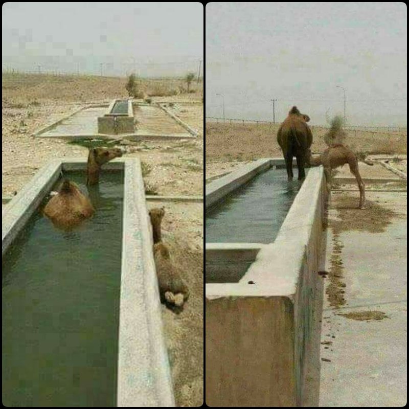 Belajar Pada Bunda Onta