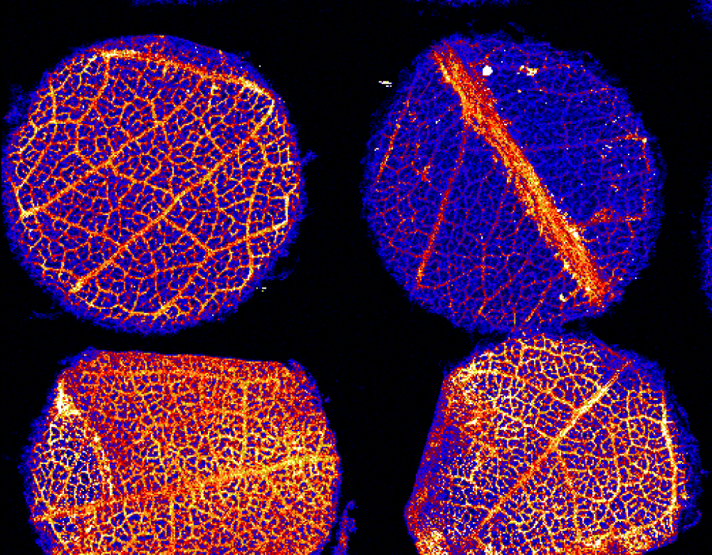 Pohon Eucalyptus Ternyata Menyedot Emas Dari Tanah!