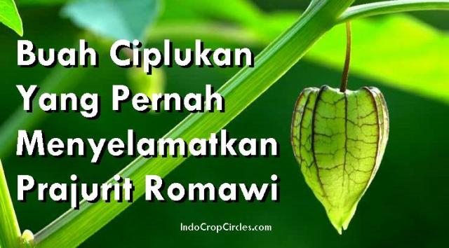Buah Ciplukan Pernah Menyelamatkan Balatentara Romawi