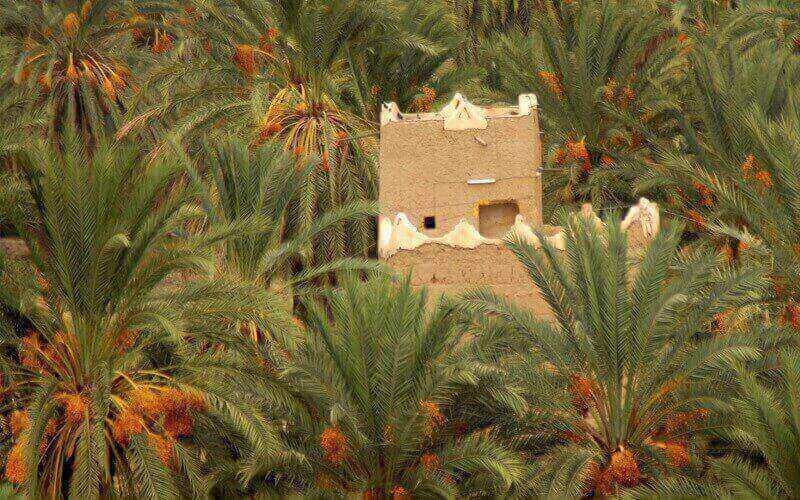 Setelah Tahu Ayat Ini, Orang Terkaya di Madinah Langsung Infaqkan Kebun Kesayangannya