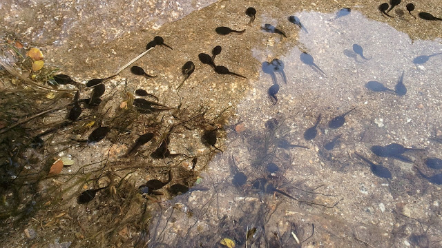 Kecebong Ternyata Bisa Menjadi Kanibal