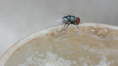 Ini Yang Dilakukan Rasulullah Jika Ada Lalat