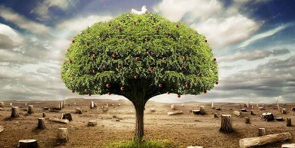 Sebatang Pohon yang Menangis karena Ditinggal Rasulullah