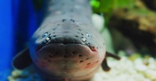 Sains dalam Al-Qur'an: Belut Listrik dan Ikan Berlampu