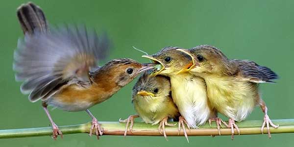 Sains Alquran: Keistimewaan Burung-Burung