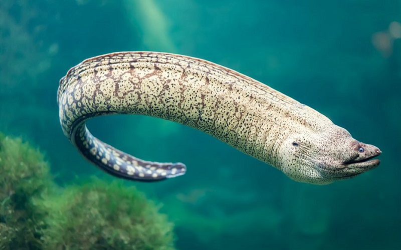 Sains Alquran: Pola Migrasi Ikan Sidat yang Menakjubkan