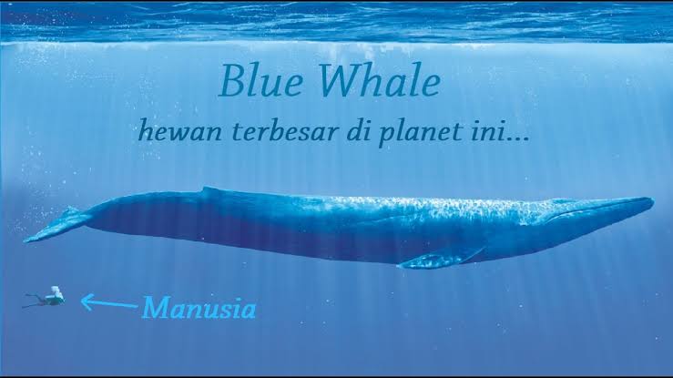 Sains Al Qur'an: Paus Biru Bukti Kuasa Allah