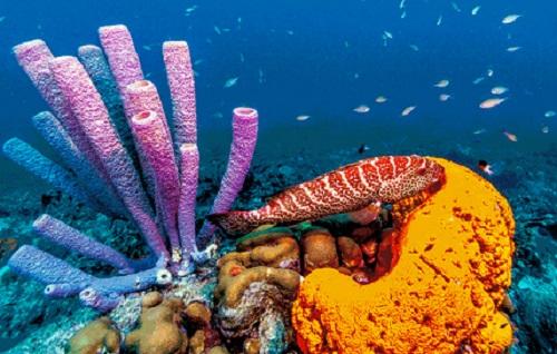 Sains Alquran: Mengenal Biota Laut