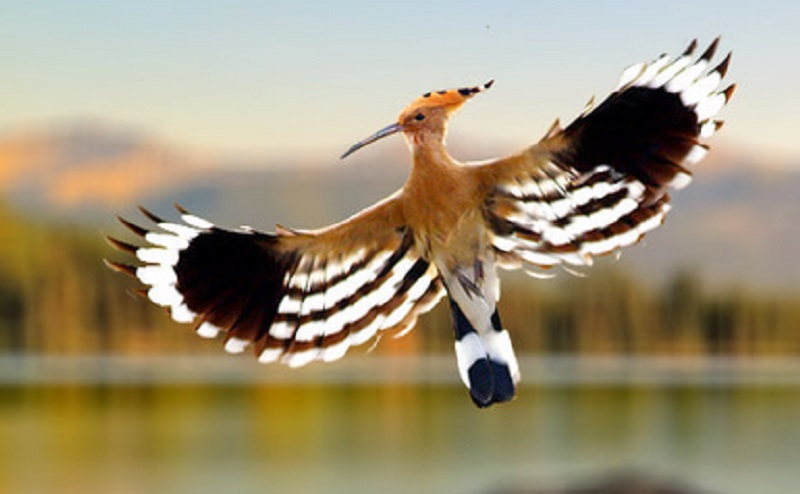 Inilah Ragam Doa Nabi Sulaiman untuk Kehidupan Sehari-hari