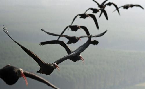 Sains Alquran: Mau Terbang Jauh, Ini Cara Burung Persiapkan Energi