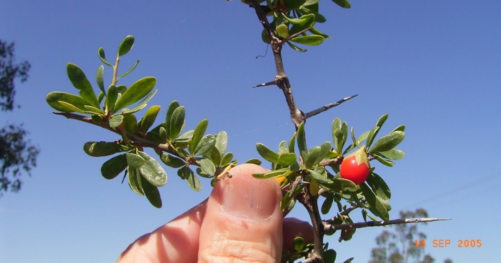 Ulas Tuntas Perihal Pohon Gharqad