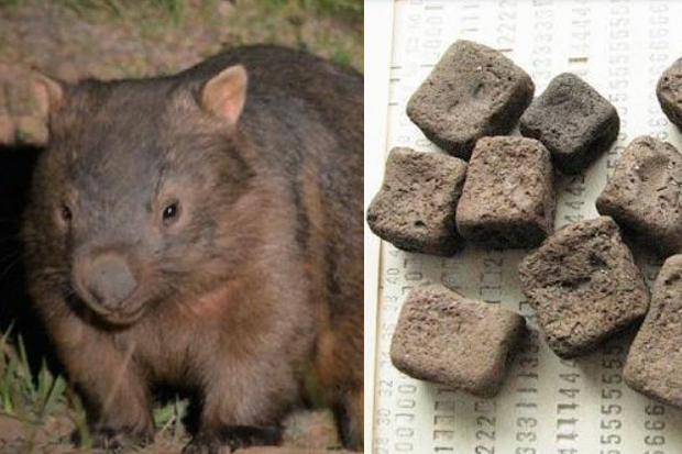 Wombat Satu-satunya Mahluk Bumi yang Kotorannya Berbentuk Kotak, Kok Bisa!