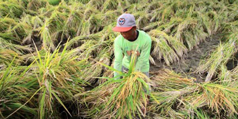 Anak Muda Ogah Jadi Petani Kata Zulhas, Ternyata Ini Penyebabnya