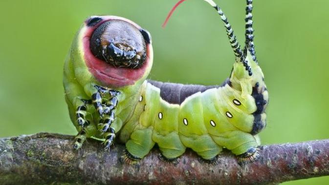 Nabi Daud Bertobat Karena Remehkan Seekor Ulat