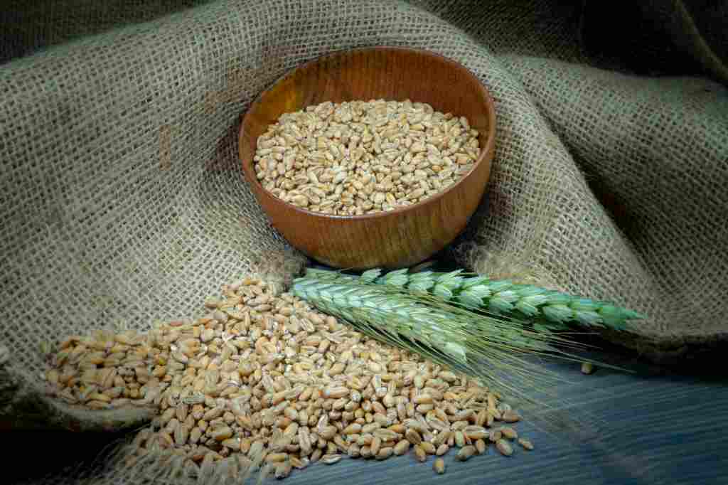 Kisah Keluarga Rasulullah Makan Gandum Basi di Hari Idul Fitri