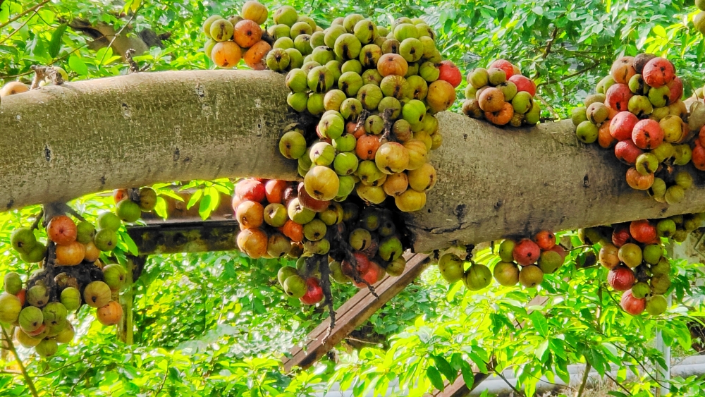 Tahukah Anda, Jembatan Dukuh Atas Diapit Pohon Buah Dari Surga