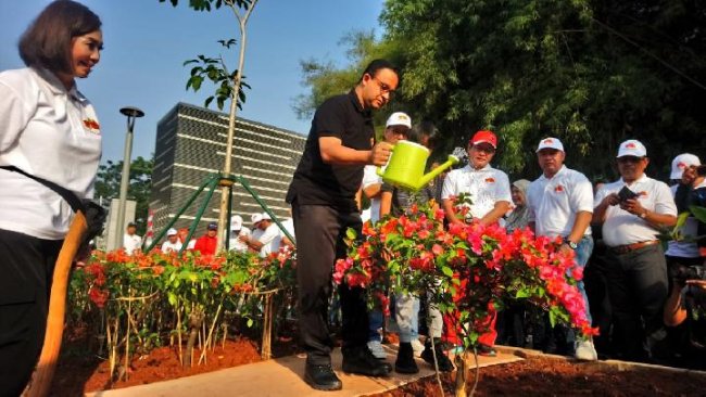 Rahasia Di Balik Penanaman Ribuan Bougenville di Jalan Jakarta