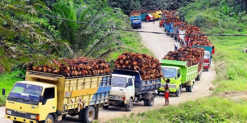 Said Didu: Dampak Larangan Ekspor Jokowi, 10 Ribu Truk Tangki Sawit Bisa Parkir Sepanjang 200 KM