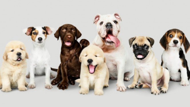 Hukum Muslim Memelihara Anjing, Ini Kata UAS dan Buya Yahya