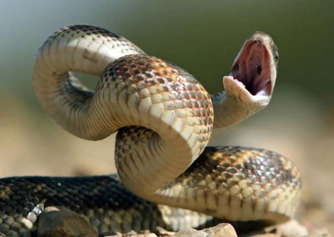 Malik Bin Dinar dan Mimpi Ular