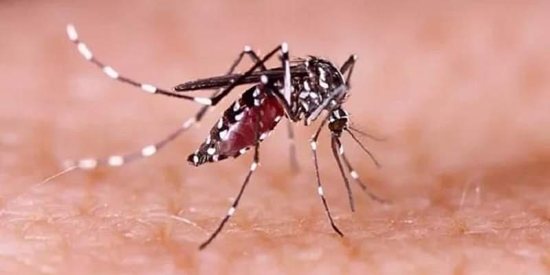 Pemerintah Diminta Transparan Soal Nyamuk Wolbachia