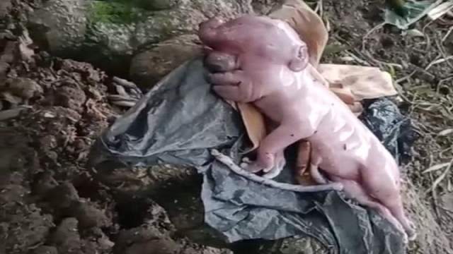 Warga Manggarai Geger! Babi Lahirkan Anak Mirip Manusia Bermata Satu Warga Manggarai Geger! Babi Lahirkan Anak Mirip Manusia Bermata Satu