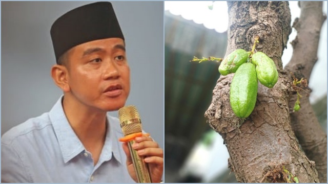 Viral Gibran Diberi Julukan oleh Netizen 'Belimbing Sayur', Apa yaa Artinya...?