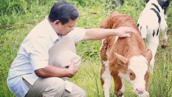 Prabowo Mau Impor 1,5 Juta Sapi, Timnas AMIN: Impor Meniru Jokowi