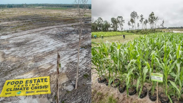 Guru Besar IPB: Food Estate Jokowi Gagal