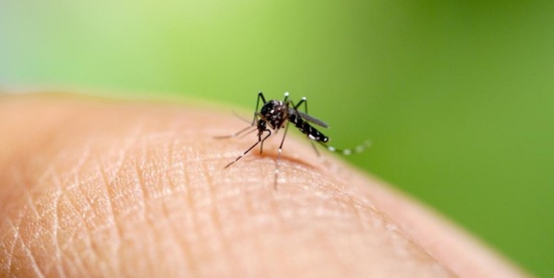 Waspada Kasus DBD Meningkat, Ini Gejalanya