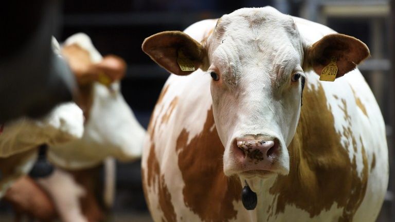 Tips Memilih Hewan Qurban yang Sehat menurut Pakar Peternakan UGM