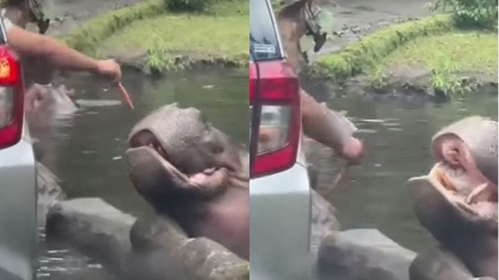 Viral Pengunjung Beri Makan Kuda Nil dengan Sampah Plastik di Taman Safari, Tuai Hujatan Netizen