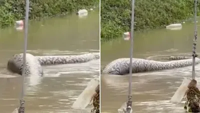 Video Viral Ular Raksasa Muncul Saat Banjir, Netizen: Gede Banget