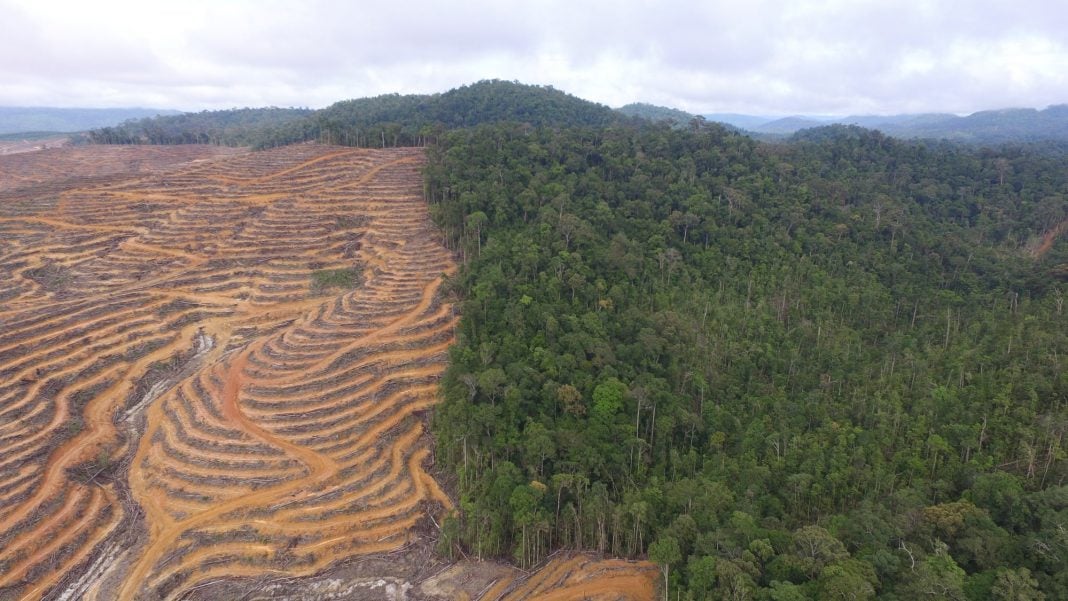 20 Juta Hektare Hutan Akan Dijadikan Sawah, Nicho Silalahi: Siapa yang Sebenarnya Diuntungkan?
